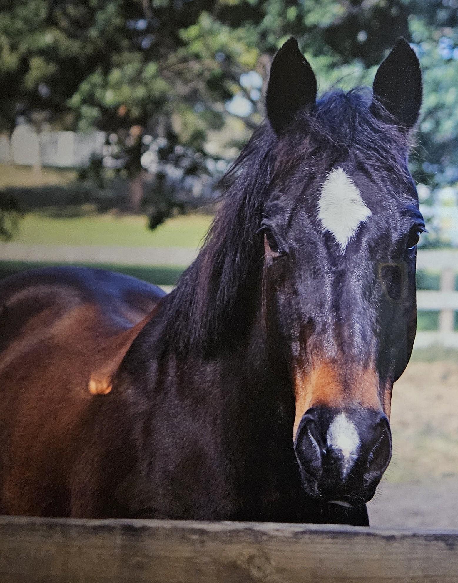 Horse participating in Cedar Oaks recreation therapy services