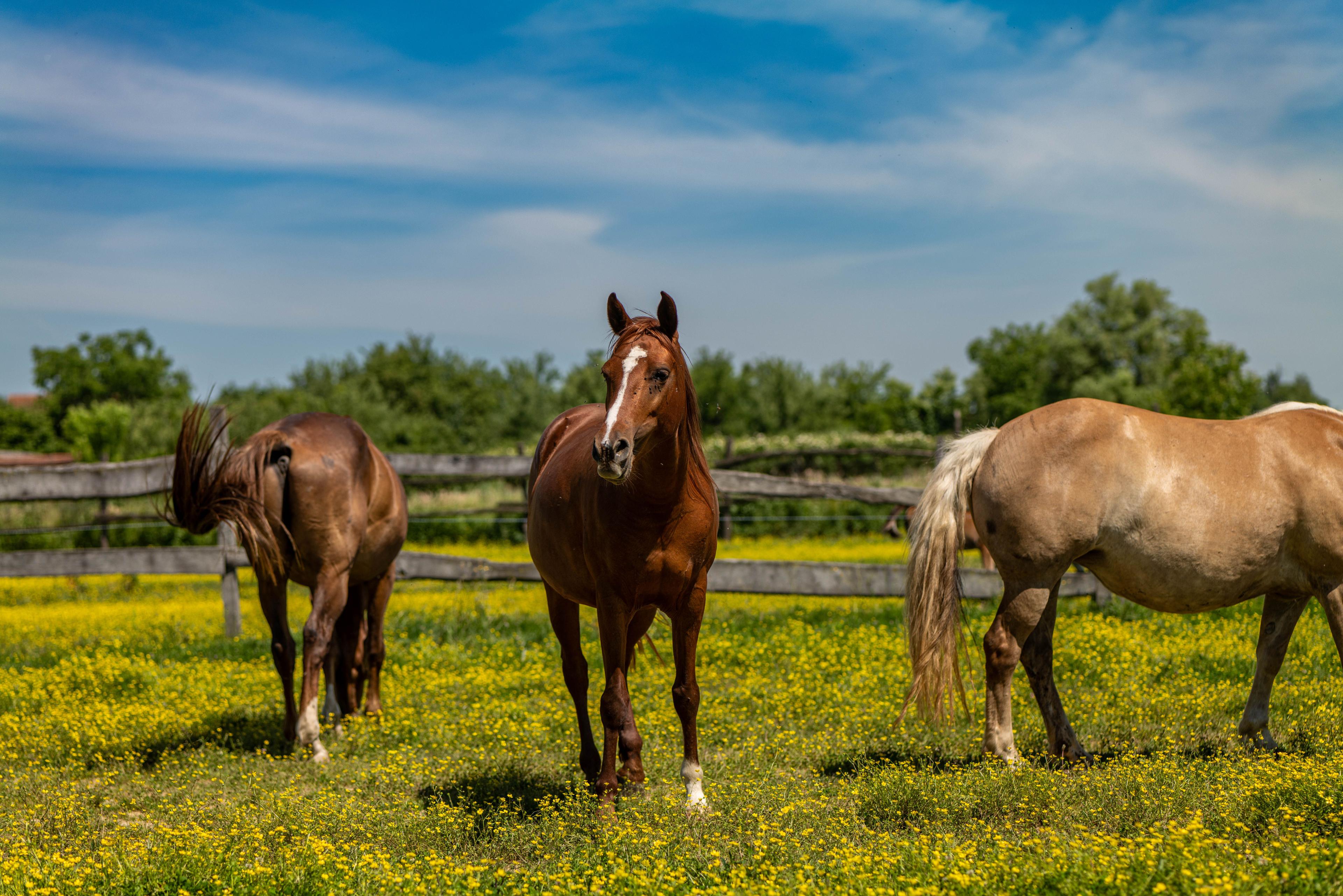 Covered equestrian arena used for recreation therapy sessions